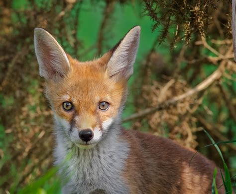 Eye To Eye Fox Cub British Wildlife Centre Markrellison Flickr