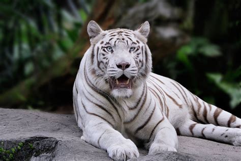 Animal White Tiger Hd Wallpaper