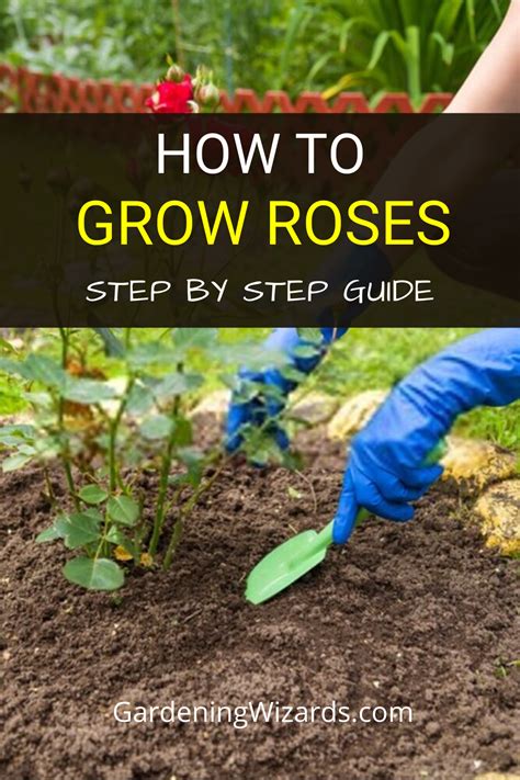 9 Easy Tips On How To Grow Roses Grow Roses Growing Roses Planting