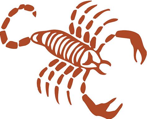 Best Clip Art Of A Scorpion Artwork Illustrations Royalty Free Vector