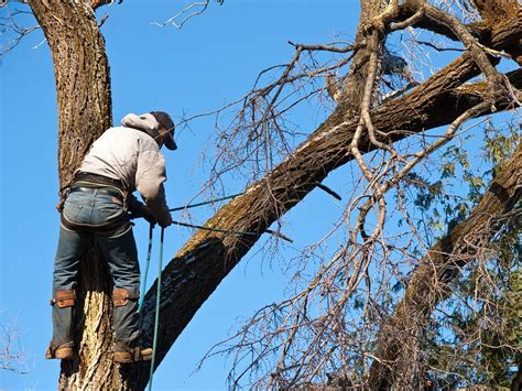 3 Reasons To Call A Tree Trimming Professional Precision Corporation