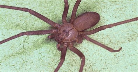 Woman Finds Nearly 50 Brown Recluse Spiders In Her Bedroom Cbs Colorado