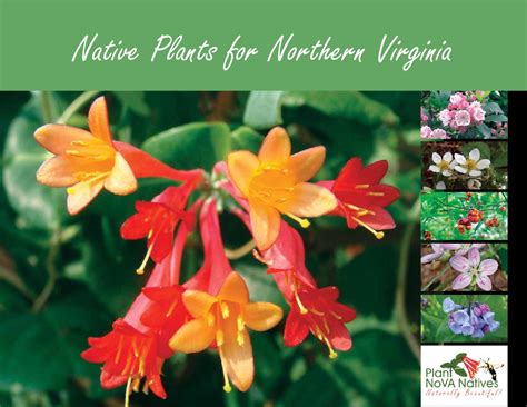 Commercially available native plant species suitable for planned landscapes in virginia. Northern Virginia Native Plant Guide by Northern Virginia ...