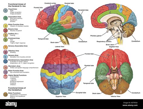 Anatomy And Functional Areas Of The Brain Stock Photo 7710409 Alamy