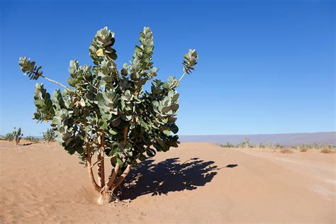 Rubberbush Calotropis Procera In The Sahara Desert Rosa Frei