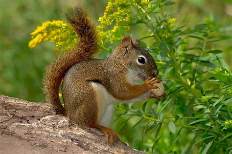 5 Types Of North American Squirrels Worldatlas