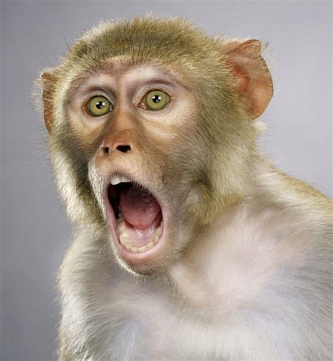 Funny Animals Surprised Monkey Photos