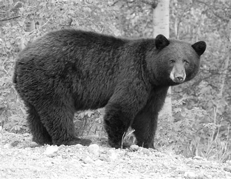 Revelstoke Bear Aware Develops Cost Sharing Program For Bear Resistant