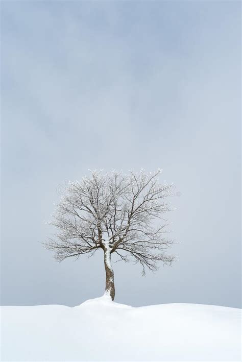 Lone Tree In Winter Stock Photo Image Of Scenery Tree 259099068