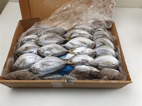 Pampano Pacific Harvestfish 100 150g Iqf 10 Kg Ec