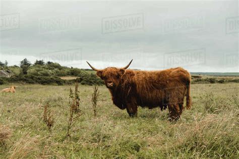 Highland Cow Grazing In Green Grassland At Foot Of Mountain Stock