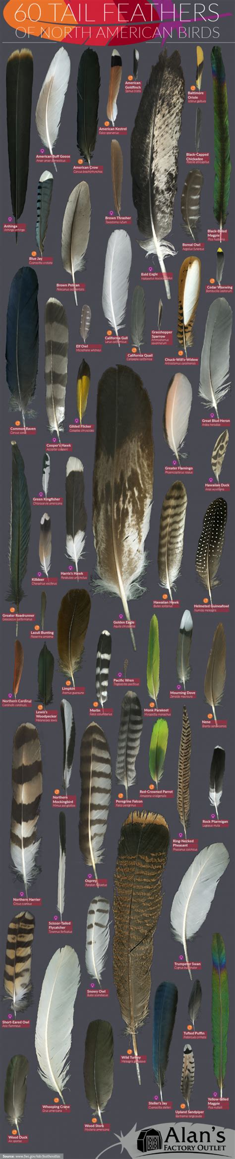 How To Identify Bird Feathers [infographic] Effortless Outdoors Identifying Birds Beautiful