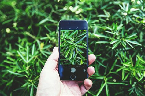 B) rm 250 plan with four free family lines. Free Images : green, leaf, gadget, plant, mobile phone ...