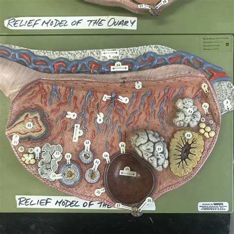 Relief Model Of The Ovary Diagram Quizlet