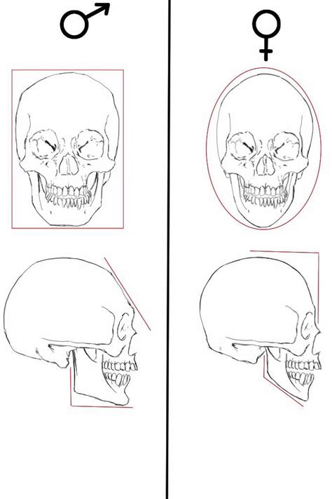 Male And Female Skull Differences By Olgatarta Human Skull Drawing