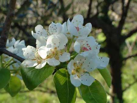 Vedi la nostra fiori albero selezione dei migliori articoli speciali o personalizzati, fatti a mano dai nostri negozi. fiori del pero 2939 | PolliceGreen