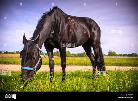 Black Horse Eating Grass Stock Photo Alamy