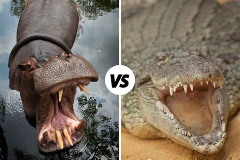 Hippo Vs Crocodile Similarities And Differences Leo Zoo