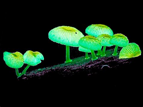 Mushrooms That Glow