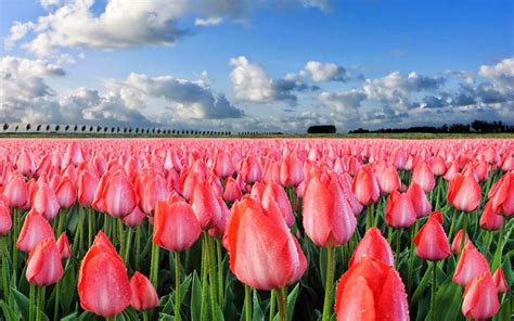 Wallpaper Beautiful Tulip Fields Gallery Wallpaper Hd