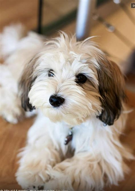 These small size dogs are petite and affectionate, so people what is the cutest small dog breeds? Top 5 Best Dog Breeds For Small Apartment | Cute Puppy ...