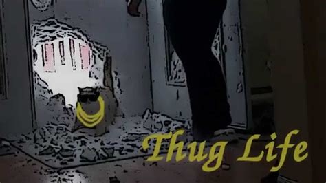 Thug Life Cat Youtube