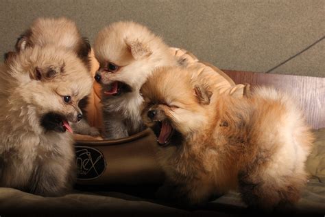 Photo Of Pomeranian Puppies · Free Stock Photo