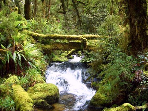 Fiordland Rainforest New Zealand Tramper