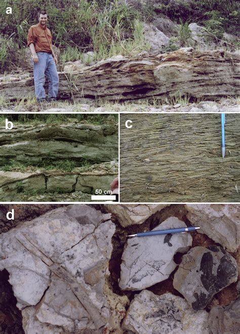 Deltaic Front Deposits Fa2 In The Solimões Formation A Sigmoidal
