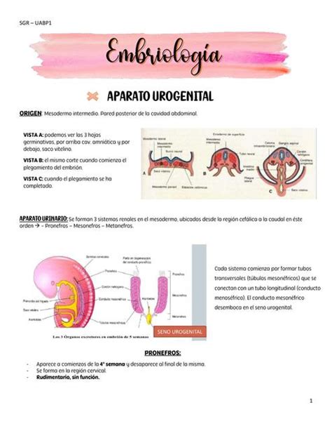 Embriología Udocz