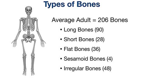 5 Types Of Bones In The Skeletal System