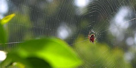 Browse 183,814 spider web stock photos and images available, or search for spider web vector or spider web background to find more great stock photos and pictures. It Takes a Spider to Repair its Own Web | Tenth Global ...