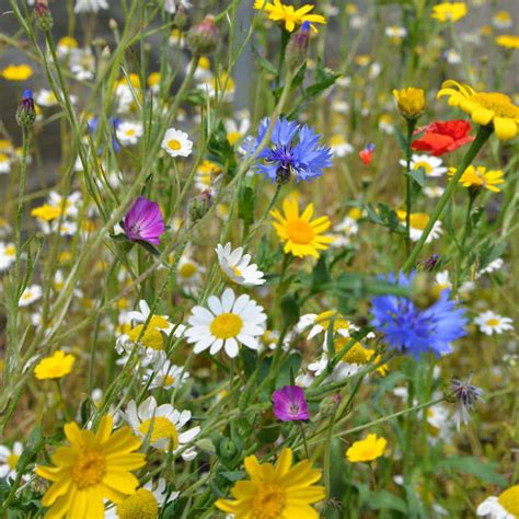 Native British Wildflower Mix Seeds Patio Pots Dobies