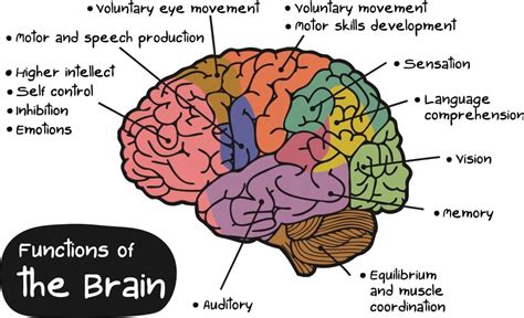 Neuroscience And Sales How To Increase Prospects Engagement With