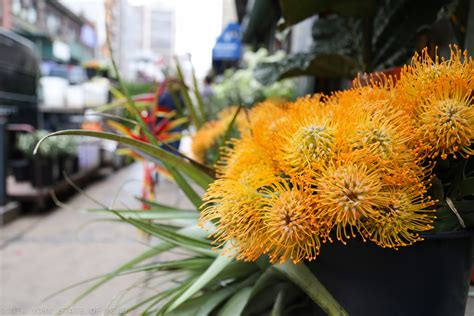 We deliver anywhere in albany. New York State of Mind: New York Flower District