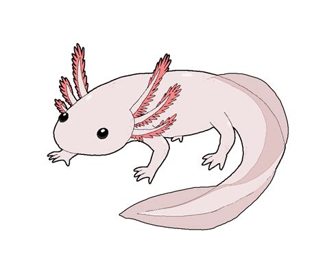 Å 37 Grunner Til Axolotl Drawing Easy You Can Edit Any Of Drawings