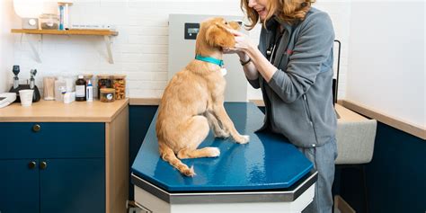 A New Kind Of Vet Clinic And Animal Hospital In Nyc Bond Vet