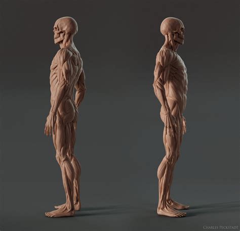 Artstation Digital 3d Ecorche Anatomy Reference Resources