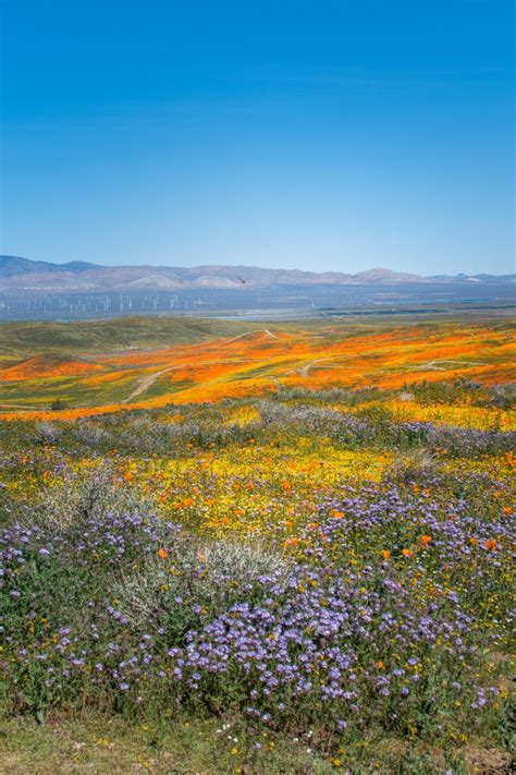 Check spelling or type a new query. SoCal Roadtrip: 2019 Superbloom part 2 - Carrizo Plain and ...
