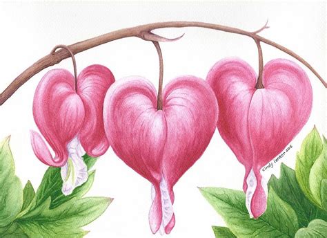 This one is very similar to my voodoo heart illustration (search through my older posts to find it), but i really wanted to do it with a realistic approach in the heart ^^ done with watercolour, coloured pencils and pen. Bleeding Heart Flowers Painting by Cindy Lenker