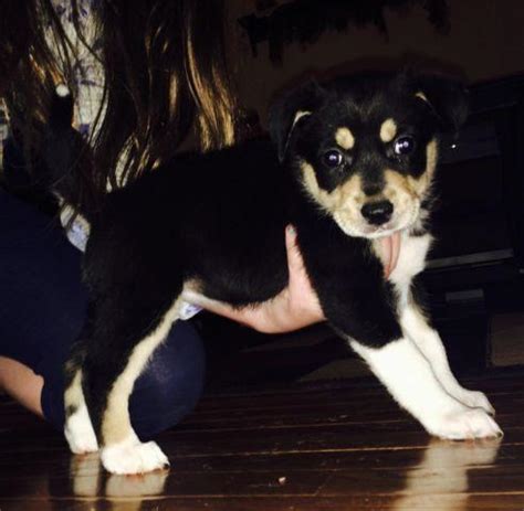 How much exercise do rottweiler huskies need? 2 Rottweiler/Siberian Husky mix puppies for sale for Sale in Bartlettsville, Indiana Classified ...