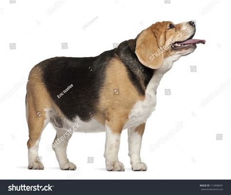 Fat Beagle 3 Years Old Standing Stock Photo Edit Now 113408641