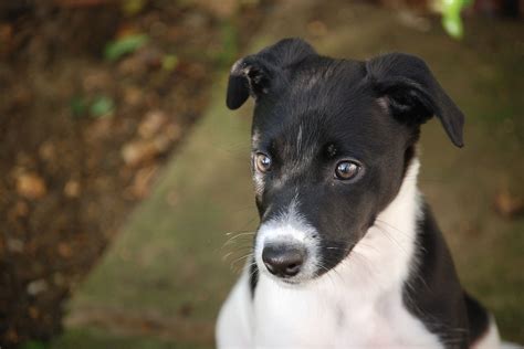 What is the correct cephalexin dosage for dogs? 10 Things You Didn't Know about the Lurcher Dog