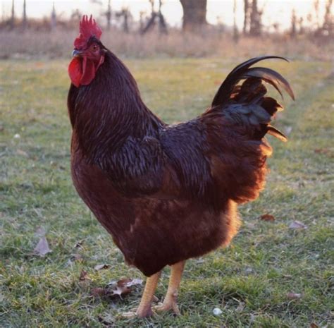Rhode Island Red Chickens For Sale Chickens For Backyards