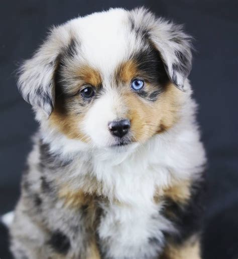 We have been breeding mini australian shepherds for the last 12 years in order to become the epitome of perfection. Miniature australian shepherd | Aussie dogs, Aussie ...
