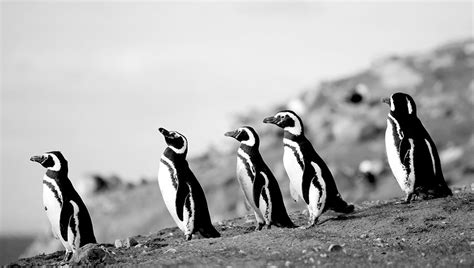 The best black and white shopping picks for fall 2011 from harper's bazaar. 3 Tips From Experts on Making Better Black and White ...