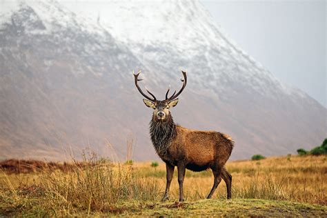 Images Tagged Red Deer Stag Scottish Landscape Photography By Grant