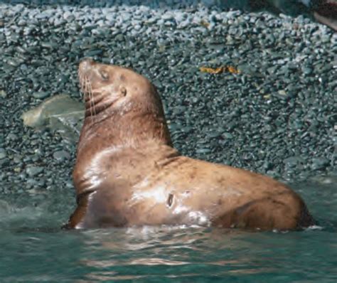 Steller Sea Lion Fun Facts - Daune Eolande