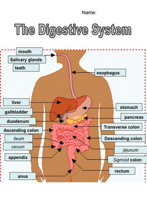 Different parts of the digestive system are also regulated together, depending on the progression of food through the gi tract. BCI Fall 11 PhysEd