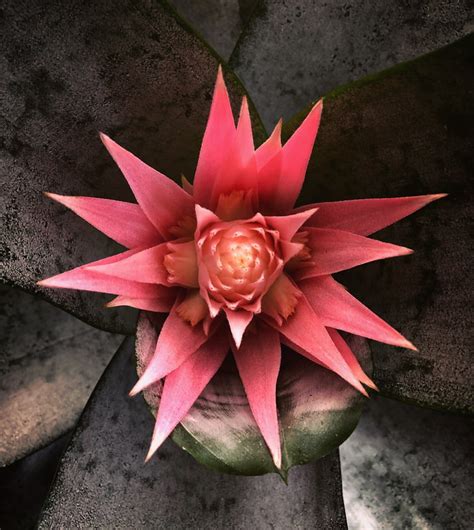 We did not find results for: Desert Lotus - HOME